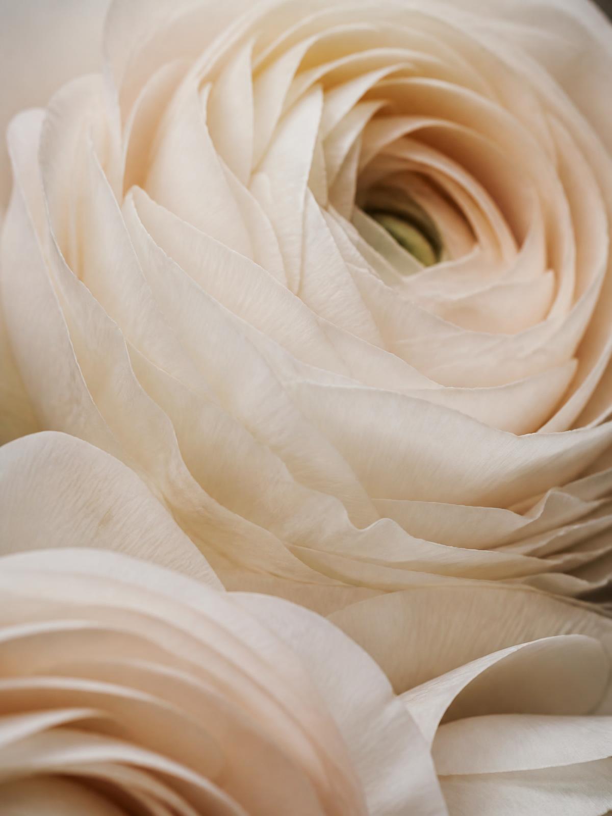 Macro detail of pale spring petals